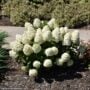 Hydrangea Paniculata – Little Lime Punch – #3 Container